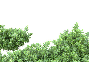 Fototapete - Foliage isolated on transparent background. 3d rendering - illustration