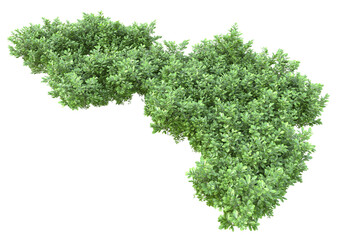 Fototapete - Foliage isolated on transparent background. 3d rendering - illustration