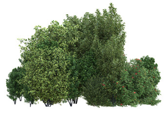 Fototapete - Foliage isolated on transparent background. 3d rendering - illustration
