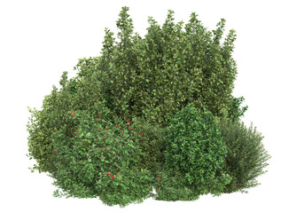 Fototapete - Foliage isolated on transparent background. 3d rendering - illustration