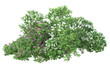 © Elena - Foliage isolated on transparent background. 3d rendering - illustration