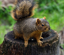 Fox Squirrel (Sciurus Niger) Also Known As The Eastern Fox Squirrel Or Bryant's Fox Squirrel, Is The Largest Species Of Tree Squirrel Native To North America
