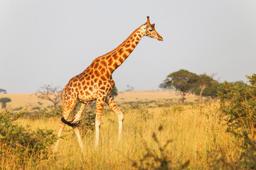 rothschild's giraffe (giraffa camelopardalis rothschildi)