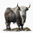 Tibetan yak isolated on white closeup, beautiful artiodactyl animal with big horns	 