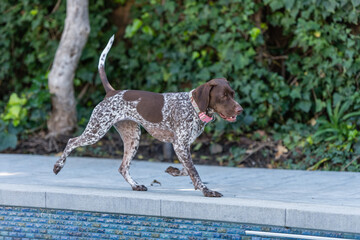 Wall Mural - Cute German Shorthaired Pointer in the backyard