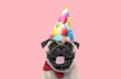 pug dog wearing birthday hat and sticking out tongue