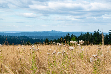 Sticker - Dry Meadow and Wildflowers in Powell Butte Park in East Portland, OR