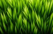 Textur von Grass als Makroaufnahme. Ideal als Hintergrund für Banner im Frühling und Sommer.
