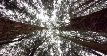 Wall Mural - moving though the forest from low angle