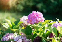 Pink Hydrangea Bushes In The Park. Selective Focus On A Beautiful Bush Of Blooming  Flowers And Green Leaves Under Sunlight In Summer.