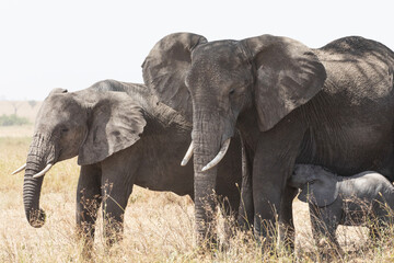 A calf elephant sucking milk from its mother in the wilderness of the Savannah.