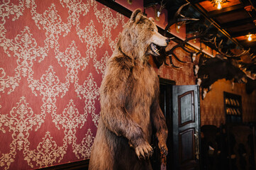 A large brown wild big bear, a stuffed animal killed by a hunter stands against the background of a wall in an interior, a museum. Closeup photography, portrait, wildlife, nature, kill concept.