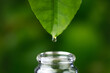 Flowing drops with pouring liquid essential oil on green nature background. Dropper lemon tree leaves. with a falling drop of aromatherapy oil close-up. Beauty, wellness and body care. 