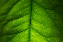 Closeup Leaf Texture. Green Lemon Leaf Close-up. Abstract Natural Floral Background Selective Focus, Macro. Flowing Lines Of Leaves