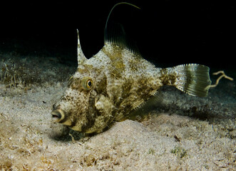 Grey triggerfish at night in the Mediterranean Sea 