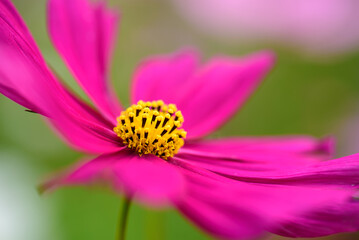 Wall Mural - Close up of beautiful pink cosmos flower blooming in garden in spring nature background