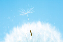 A Close-up Of A Dandelion With A Seed On A Blue Background With Blurred Lights. Beautiful Greeting Card With Space For Copy On A Blue Background. Spring Flower, Delicate Light Colors