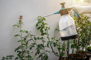 Someone spraying an insecticide to rose bud for prevent and killing aphids. Insecticides are pesticides that are formulated to kill, harm, repel or mitigate one or more species of insect.