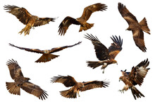 Set Of Black Kite (Milvus Migrans) Flying Isolated On Transparent Background Png File
