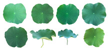 Isolated Waterlily Or Lotus Plants, Bush, Flower And Leaves With Clipping Paths.