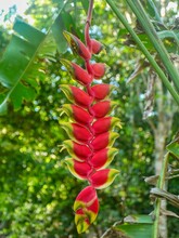 The Spectacular Heliconia Rostrata, Commonly Known As The Hanging Lobster Claw, Fishtail Heliconia Or False Bird Of Paradise, Is A Herbaceous Perennial Plant Native To Peru And Argentina.