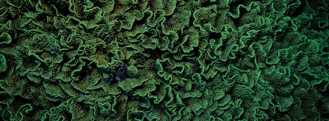 texture coral underwater reef background sea