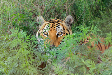 Wall Mural - portrait of a bengal tiger (panthera tigris bengalensis) in natural habitat, india.