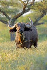 Wall Mural - An African buffalo (Syncerus caffer) in natural habitat, Mokala National Park, South Africa.