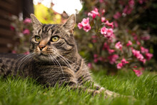 Cute European Tabby Shorthair Cat Lies On Grass Near Bush With Red Flowers And Looks Left. In The Summery Garden With A Weigela Plant