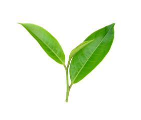 Wall Mural - tea leaf isolated on transparent png