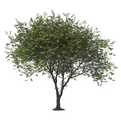 Cercis Siliquastrum, Yudas Tree, light for daylight, easy to use, 3d render, isolated 