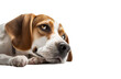 Most beautifu Beagle dog isolated on transparent background. PNG. Portrait of a cute Beagle dog. Digital ai art