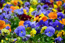 Multicolor Pansy Flowers Or Pansies Close Up As Background Or Card
