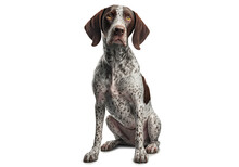 Most Beautifu German Shorthaired Pointer Isolated On Transparent Background. PNG. Portrait Of A Cute Dog. Digital Ai Art