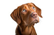 © Katynn - Vizsla pointer dog face close up on transparent background. PNG. Beautiful young male magyar vizsla dog  portrait.  Digital ai art