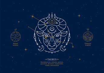 Wall Mural - Taurus zodiac sign with description of personal features. Astrology horoscope card with zodiac constellation on dark blue sky thin line vector illustration