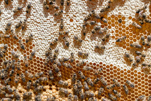 Abstract Hexagon Structure Is Honeycomb From Bee Hive Filled