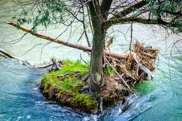 Poster - tree at a lake in austria