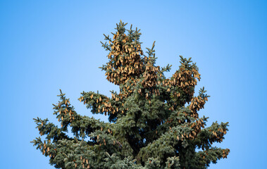 Sticker - spruce with cones