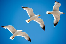 Seagulls Flying Sequence Shoot, On Blue Sky Background.