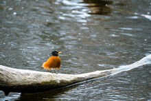 Side View Of A Robin Bird Sitting On A Log On A River