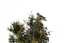 View From Below Of A Northern Hawk Owl Sitting On A Pine Tree