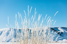 Snowy Grasses With Blue Sky Backdrop