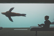 Young Boy Silhouetted Against A Sea Lion (Otariina) Tank At Aquarium
