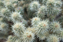 Detail Of A Spiny Cactus
