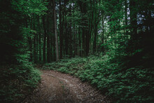A Path Curves Through A Green Forest