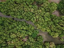 Aerial View Of The Mangrove Forest