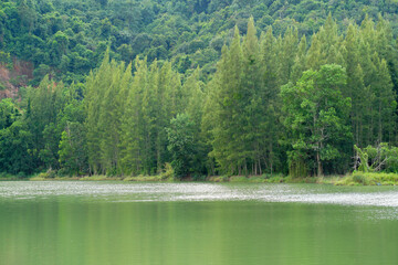 Wall Mural - Landscape nature old Livong Mining is green puddle with pine tree around the Livong puddle - unseen travel in Jana Songkhla Thailand - tourist come to camping and shooting in this park and outdoor