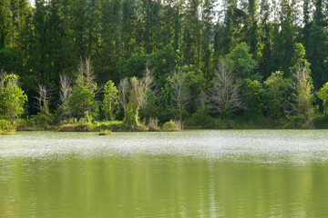 Wall Mural - Landscape nature old Livong Mining is green puddle with pine tree around the Livong puddle - unseen travel in Jana Songkhla Thailand - tourist come to camping and shooting in this park and outdoor