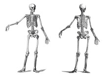Vintage Skeleton 01